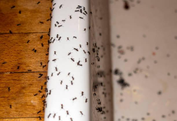 Best Pest Removal Services  in Reisterstown, MD